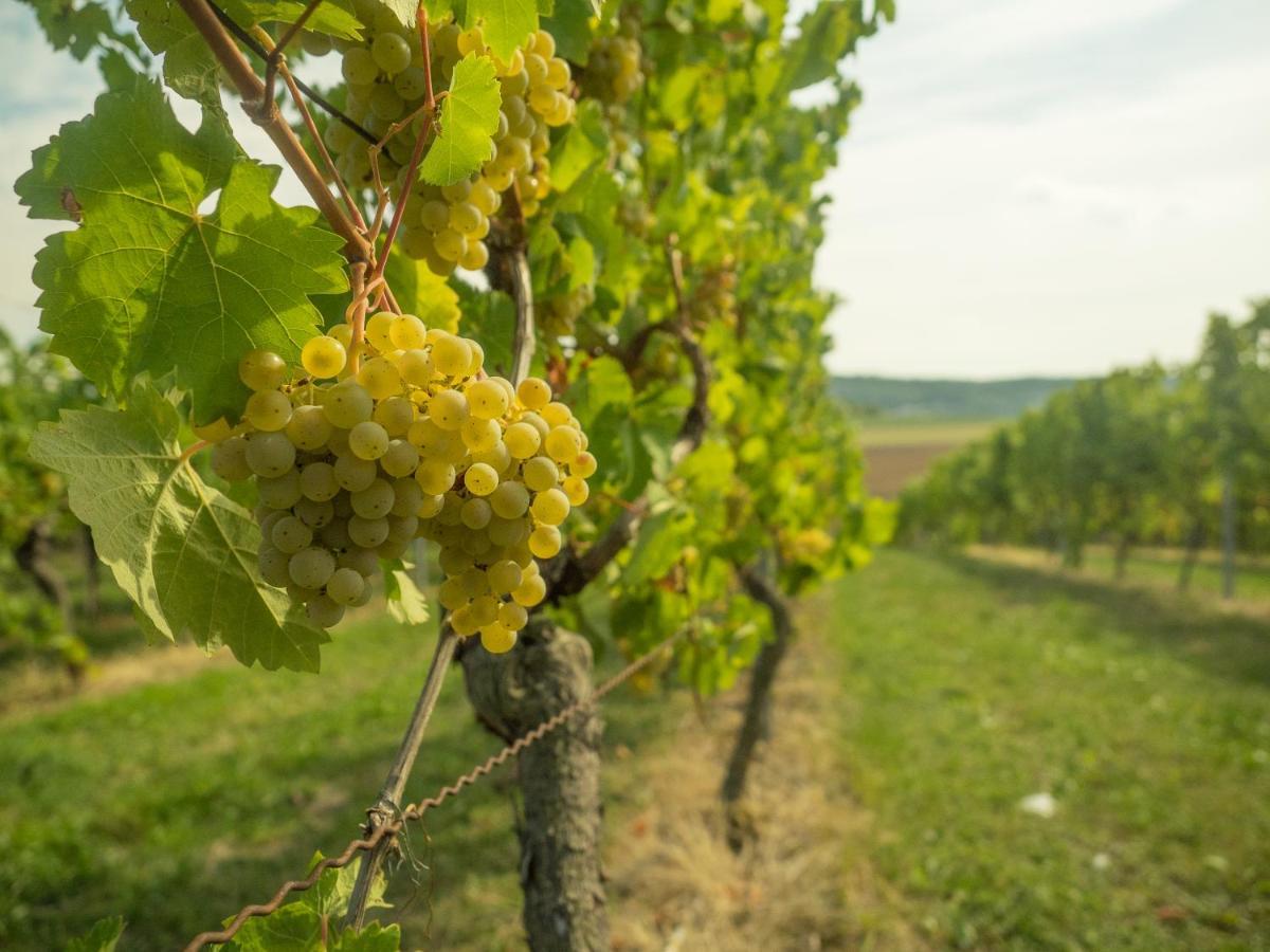 Vinotel Heinz J. Schwab Bretzfeld Bagian luar foto